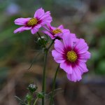 Aster2.jpg