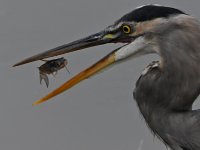 BlueHeron7.jpg