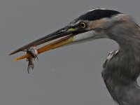 BlueHeron9.jpg