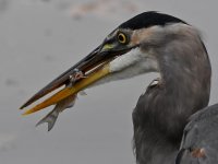 BlueHeron4.jpg