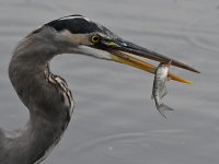 BlueHeron17.jpg