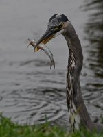 BlueHeron19.jpg