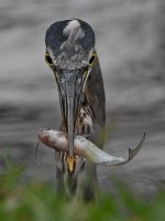 BlueHeron20.jpg