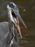 BlueHeron28.jpg