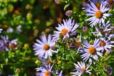 500_0080_01_LSh_cr_sm.jpg