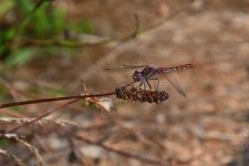 500_0110_01_L_cr_sm.jpg