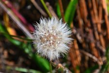 500_0009_01_LSh_cr_sm.jpg