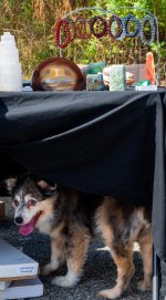 Vernon Fair Dog Under Table (1 of 1).jpg