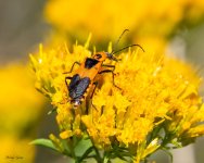 SoldierBeetle-378.jpg