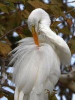 Egret2.jpg