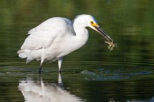 SnowyCrawdad-378.jpg