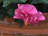 Hibiscus.jpg