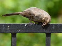 Towhee.jpg