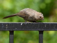 Towhee2.jpg