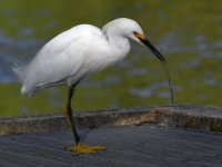 Egret9.jpg