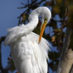 Egret15.jpg