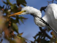 Egret18.jpg