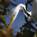 Egret20.jpg