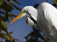 Egret22.jpg