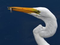 Egret25.jpg