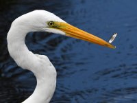 Egret26.jpg