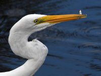 Egret29.jpg