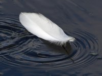 Feather2.jpg