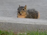 Squirrel.jpg