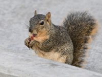 Squirrel3.jpg