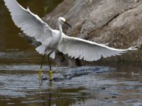 Egret.jpg