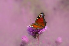 ButterflySurroundedinPink.jpg