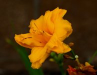 ROY_7023.JPG