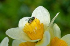 InsectFlower.jpg