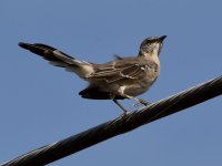 Mockingbird2.jpg