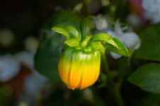 Flowercolours.jpg