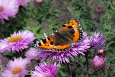 Butterfly1.jpg