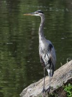 BlueHeron.jpg