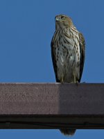 CoopersHawk.jpg