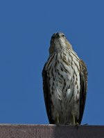 CoopersHawk3.jpg