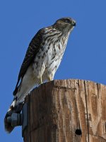 CoopersHawk4.jpg