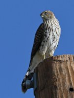 CoopersHawk5.jpg