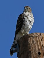 CoopersHawk6.jpg