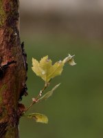 Leaf.jpg