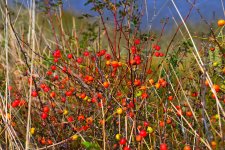 500_0087_01_LSh_sm.jpg