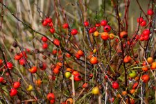 500_0092_01_LSh_sm.jpg