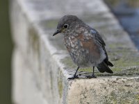 Bluebird4.jpg