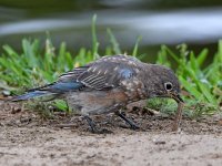 Bluebird5.jpg