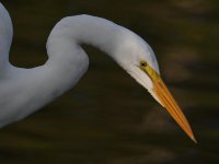 Egret.jpg