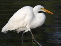 Egret4.jpg