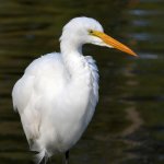Egret3.jpg
